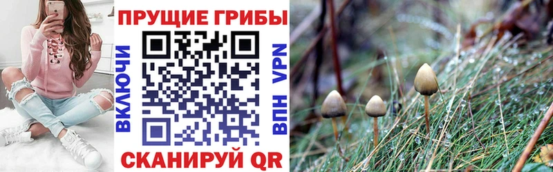 Псилоцибиновые грибы Cubensis  blacksprut онион  darknet Telegram  Кукмор 